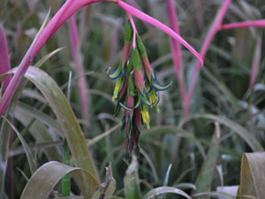 Vivers Càrex - Billbergia nutans